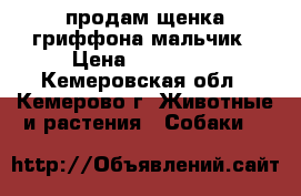 продам щенка гриффона.мальчик › Цена ­ 150 000 - Кемеровская обл., Кемерово г. Животные и растения » Собаки   